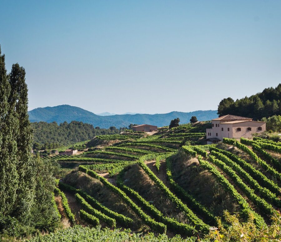 summer-vineyard-sunset summer-vineyard-sunset